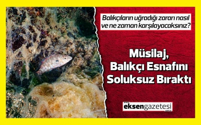 Marmara’daki Müsilaj, Balıkçı Esnafını Soluksuz Bıraktı